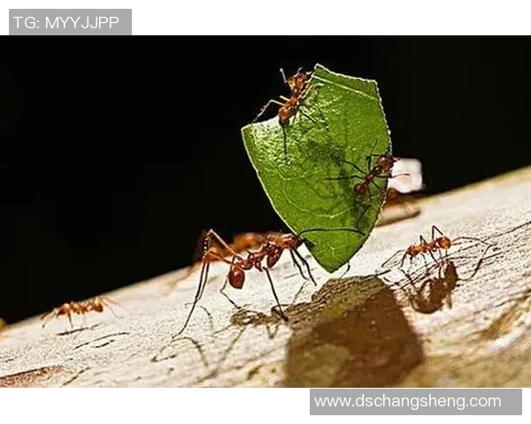 热爱足球明星的魅力与影响力探讨及其背后的深层原因分析